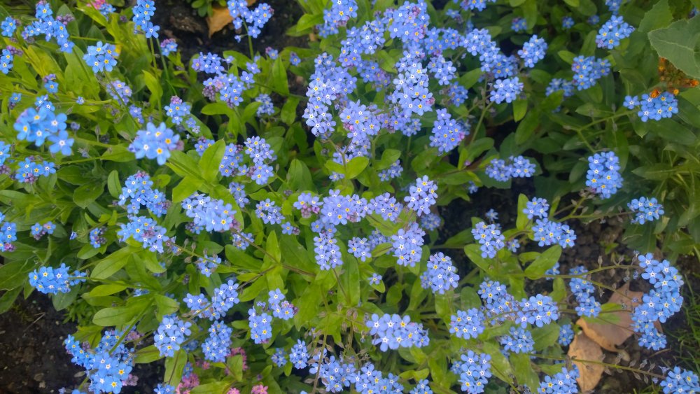 Forget me not