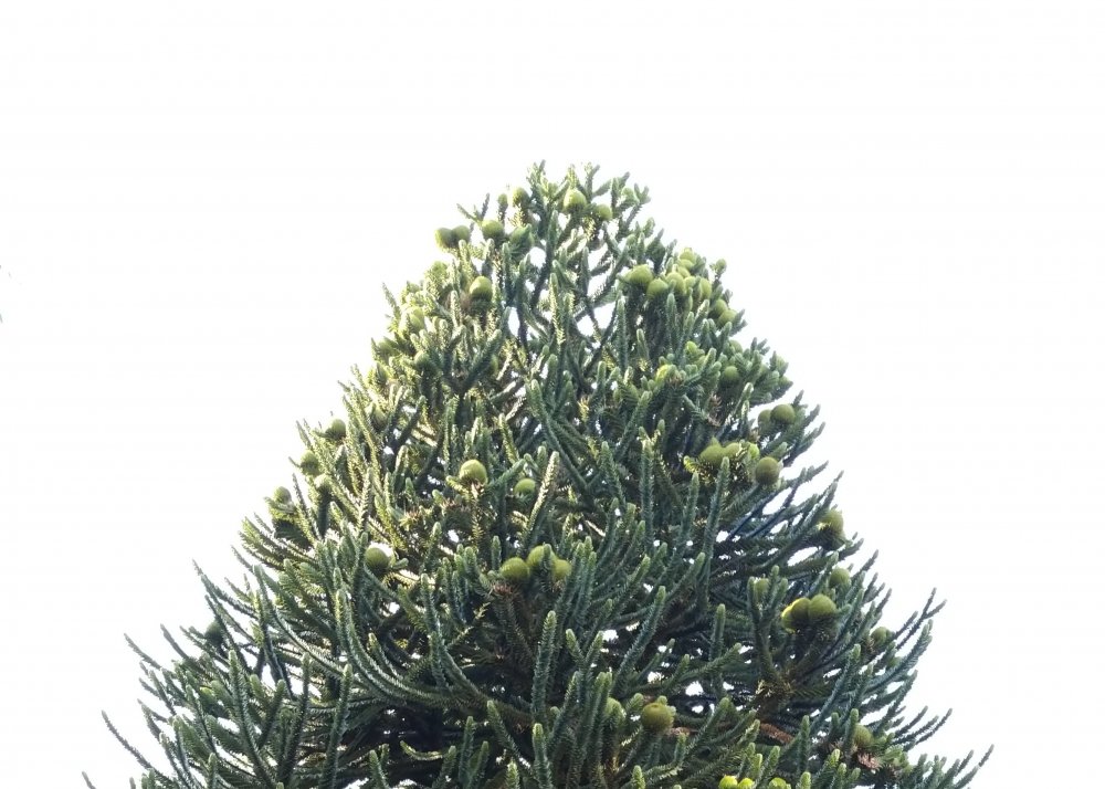 Cuberdon menthe