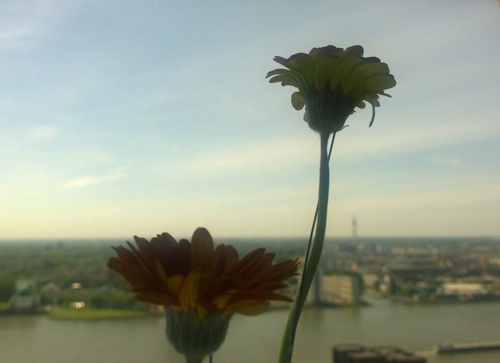 Somnambule d'un sommeil de vie