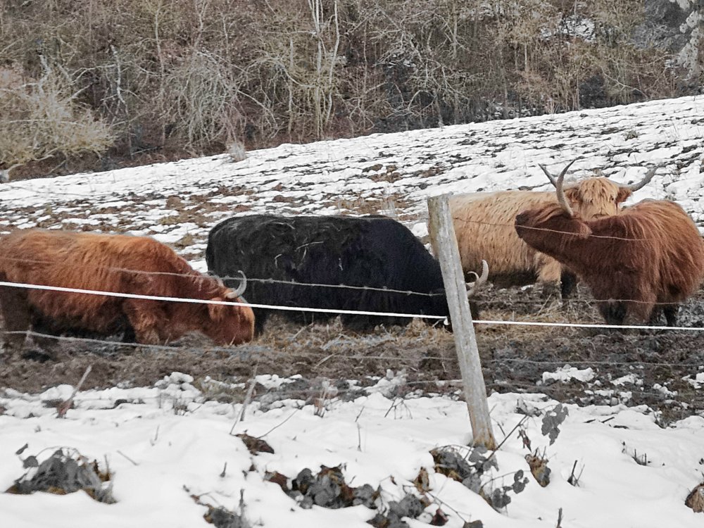 En attendant la BuzzCut