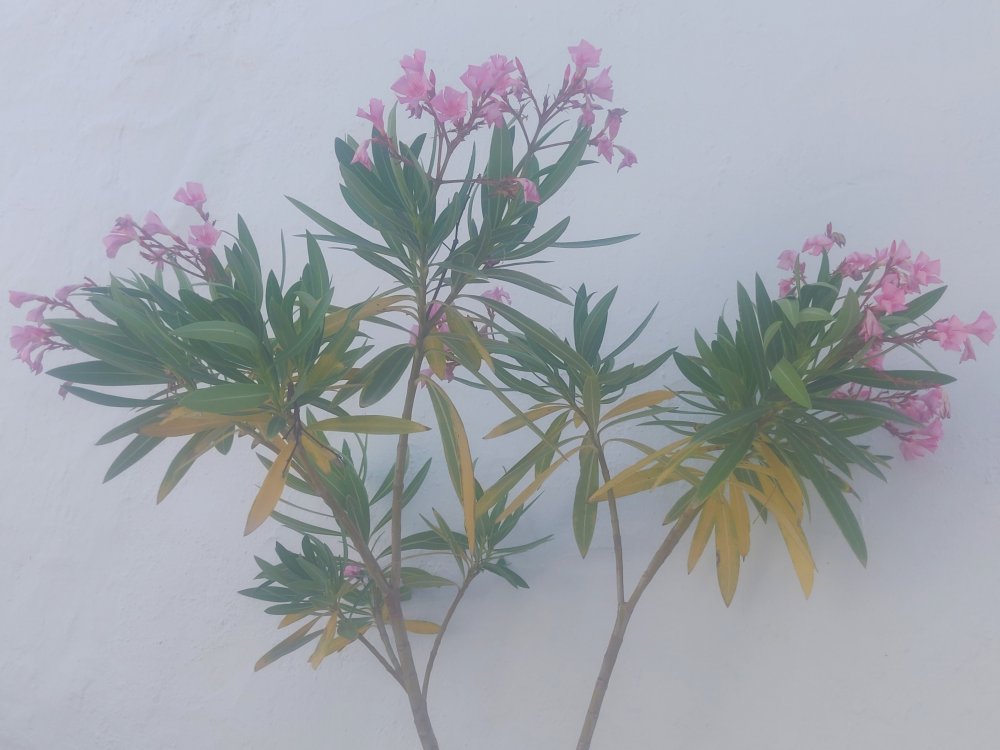 Dépression tropicale