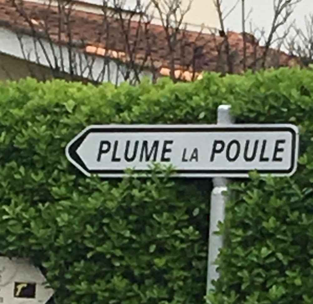 Plume la poule