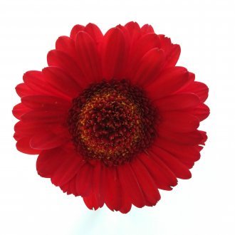 Si seulement c'était la vérité