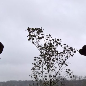 Babillages et gazouillis