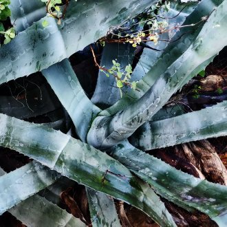 L'exaspérante décontraction de ceux qui n'ont de compte à rendre à (…)
