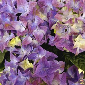 Échapper moins à l'acuité de ses souffrances qu'à la monotonie de (…)