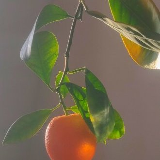 Immaculée conception