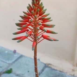 Des idées violentes et des manières de fée