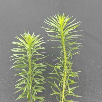 Mesure d'isolement (à deux)