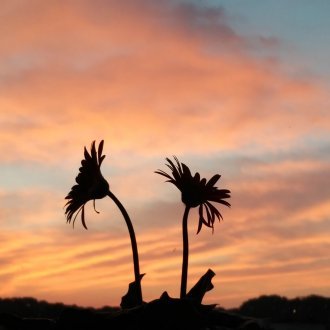 Description sans ironie ni dérision