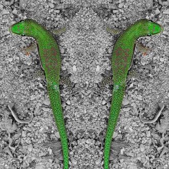 Seul le manque de certitude fait recourir à la probabilité