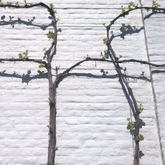 L'herbe repousse vite sur les trottoirs