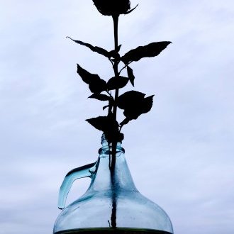 Fleur bleue