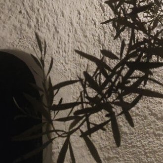 Ma famille végétale magnifiée par le soleil levant