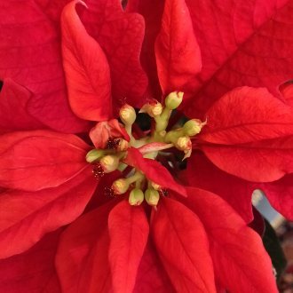 Comme une chimère captive