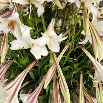 Lèvres immobiles disant l'impensable