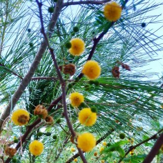 Détresses à fleur d'âme