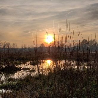 Comme une grenouille sur un nénuphar