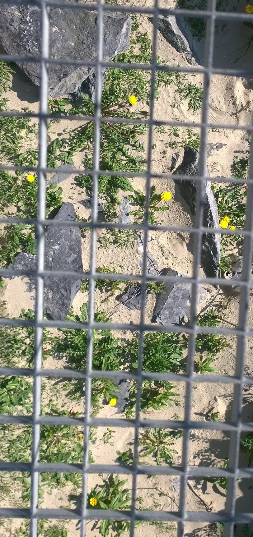 This is not my first prison break